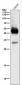 Anti-CXCR4 Monoclonal Antibody